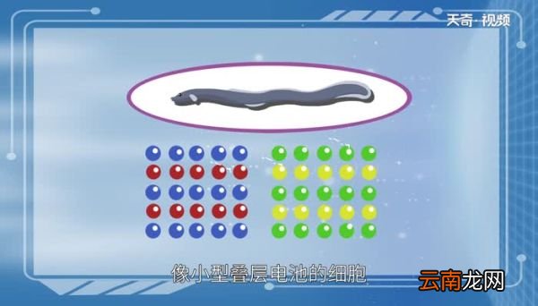电鳗为什么会放电 电鳗放电的原因