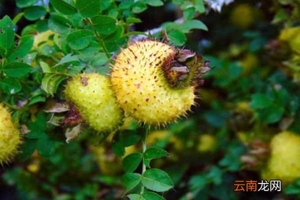野刺梨的功效与作用 野刺梨的禁忌