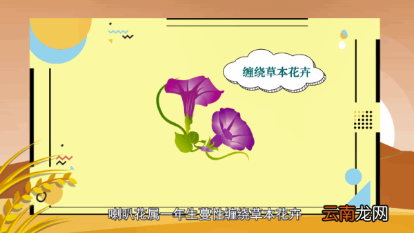 喇叭花花语 喇叭花花语是什么