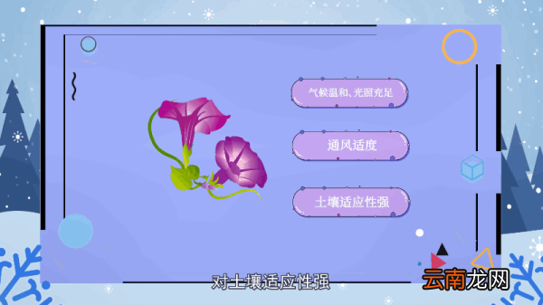 喇叭花花语 喇叭花花语是什么