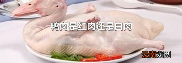 鸭肉是红肉还是白肉