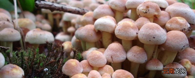 蘑菇冬天的储存方法