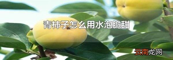 青柿子怎么用水泡脆甜