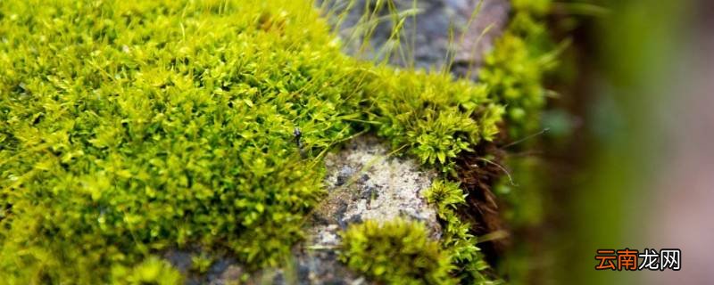 水泥地上的青苔怎么处理
