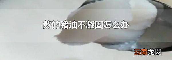熬的猪油不凝固怎么办
