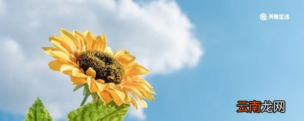 初夏又叫什么夏 初夏叫什么