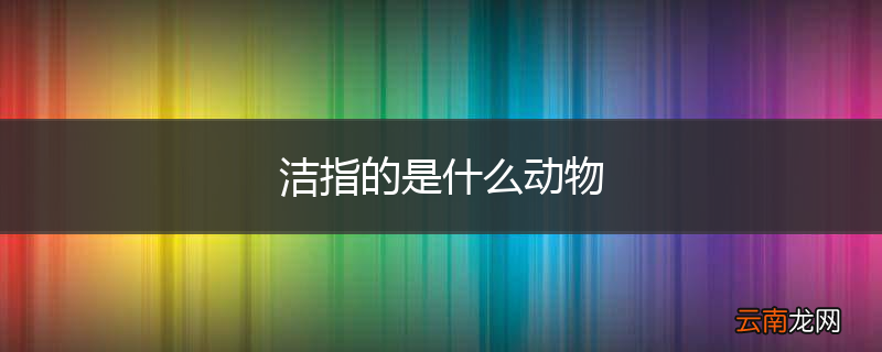 洁指的是什么动物