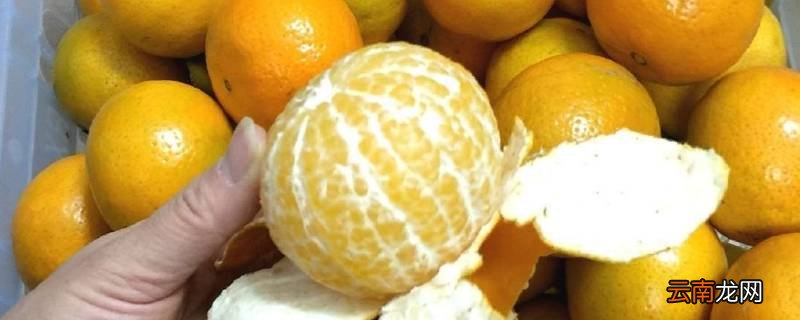 很大的橘子是什么橘