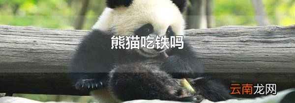 熊猫吃铁吗