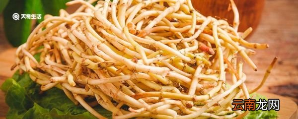 鱼腥草的功效与作用