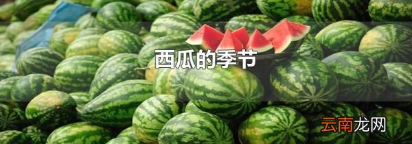 西瓜的季节