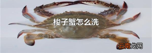 梭子蟹怎么洗