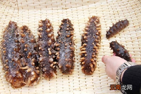 海生的功效与作用 海参的食用禁忌