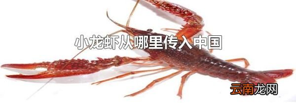 小龙虾从哪里传入中国