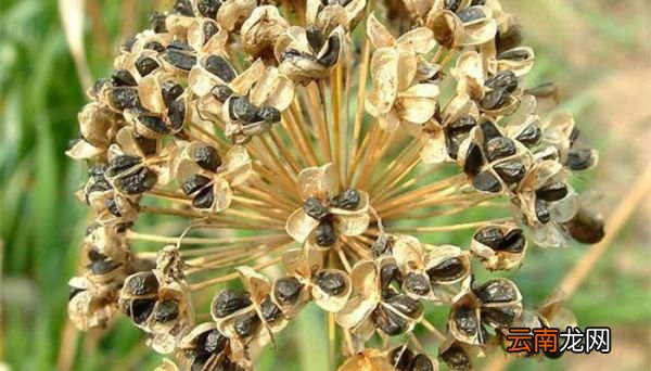 韭菜籽种下土多久能发芽 韭菜籽多久能发芽