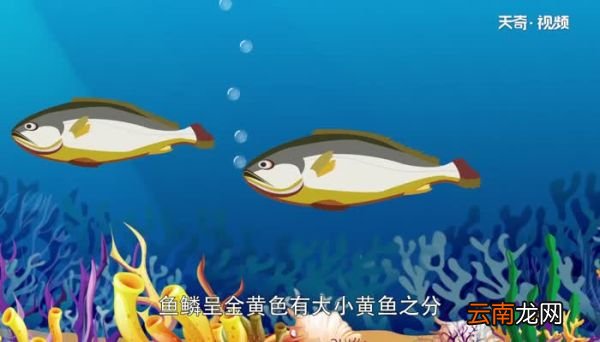 黄花鱼是海鱼吗 黄花鱼是海鱼还是淡水鱼
