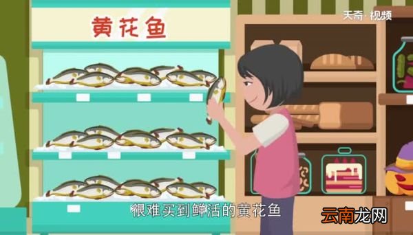 黄花鱼是海鱼吗 黄花鱼是海鱼还是淡水鱼