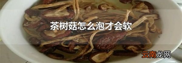 茶树菇怎么泡才会软