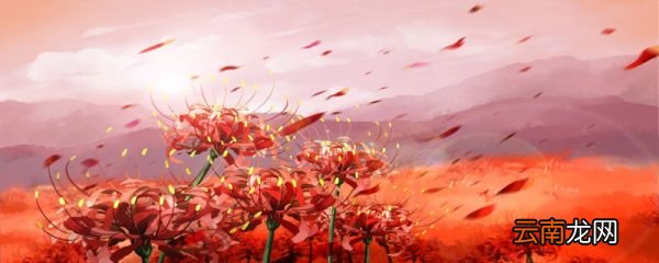 夏天有什么花 夏天有什么花开放