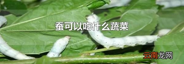 蚕可以吃什么蔬菜