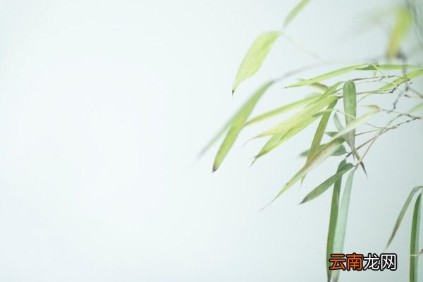 题竹石画 郑燮 拼音竹石表达了诗人什么的精神