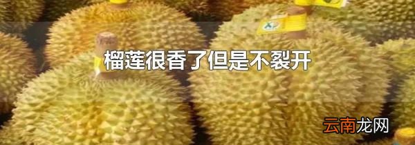 榴莲很香了但是不裂开