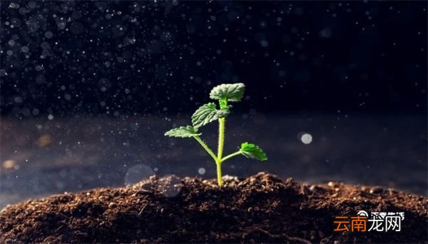 茨菇是什么 茨菇是什么植物