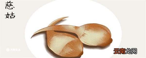 茨菇是什么 茨菇是什么植物