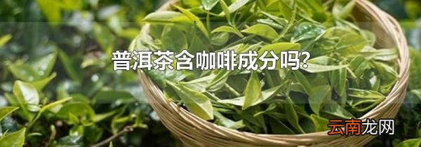 普洱茶含咖啡成分吗?