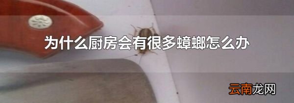 为什么厨房会有很多蟑螂怎么办