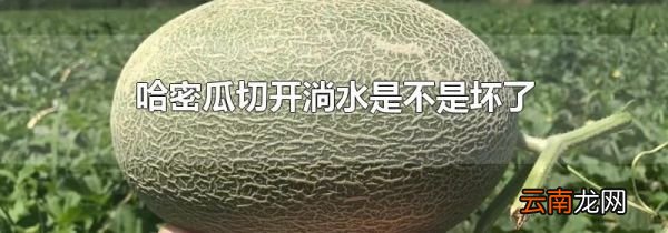 哈密瓜切开淌水是不是坏了