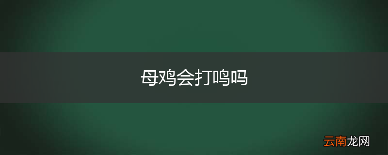 母鸡会打鸣吗