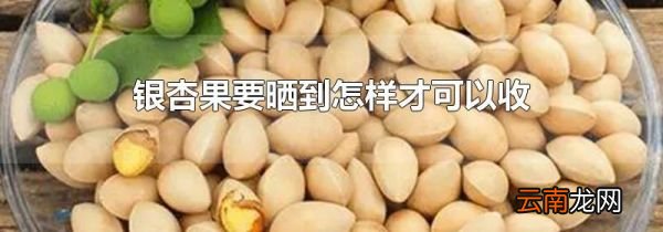 银杏果要晒到怎样才可以收