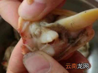 蚬子肉怎么清洗
