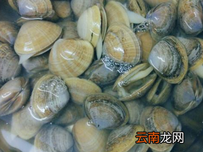 蚬子肉怎么清洗