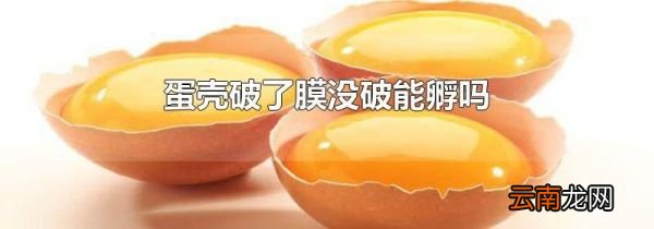 蛋壳破了膜没破能孵吗