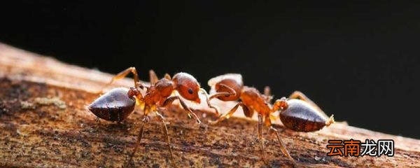 家里有蚂蚁怎么办 家里有蚂蚁咋办