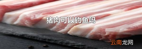 猪肉可以钓鱼吗