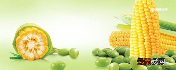 糯玉米煮多久能熟 糯玉米热量