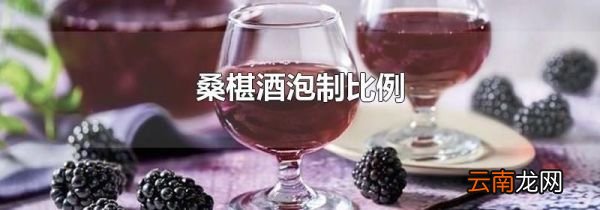 桑椹酒泡制比例