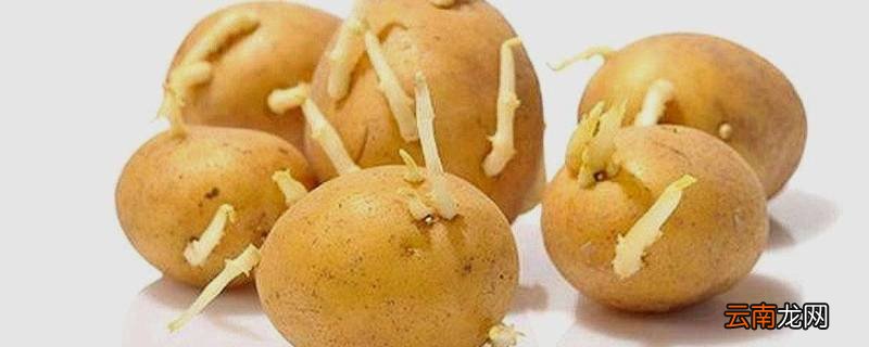 发芽的土豆怎么处理