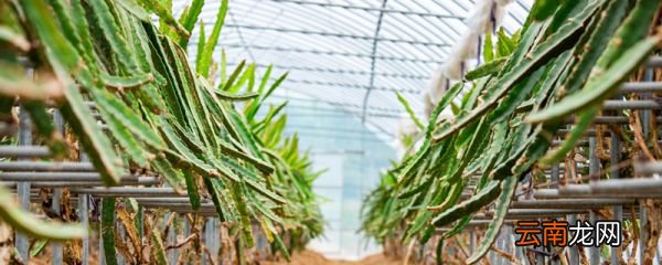 火龙果是仙人掌的果实吗 火龙果是不是仙人掌的果实