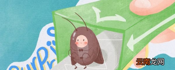 如何杀死蟑螂 如何杀死蟑螂最有效