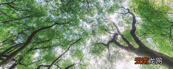 亚洲热带季风气候特点 亚热带季风气候形成机制