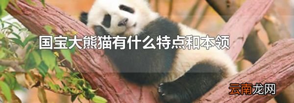 国宝大熊猫有什么特点和本领