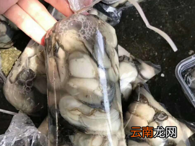 乳山牡蛎怎么保存