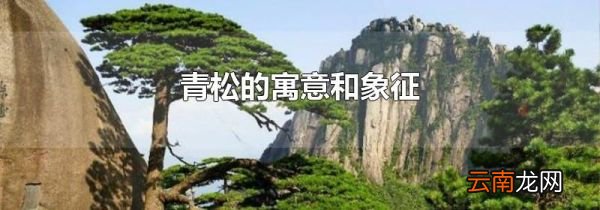 青松的寓意和象征