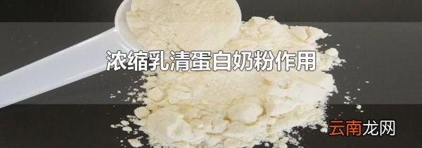 浓缩乳清蛋白奶粉作用