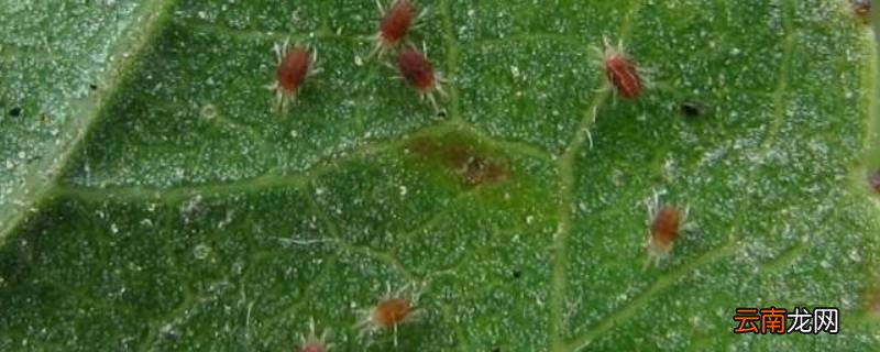 特别小的红色的小蜘蛛是什么