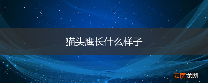 猫头鹰长什么样子
